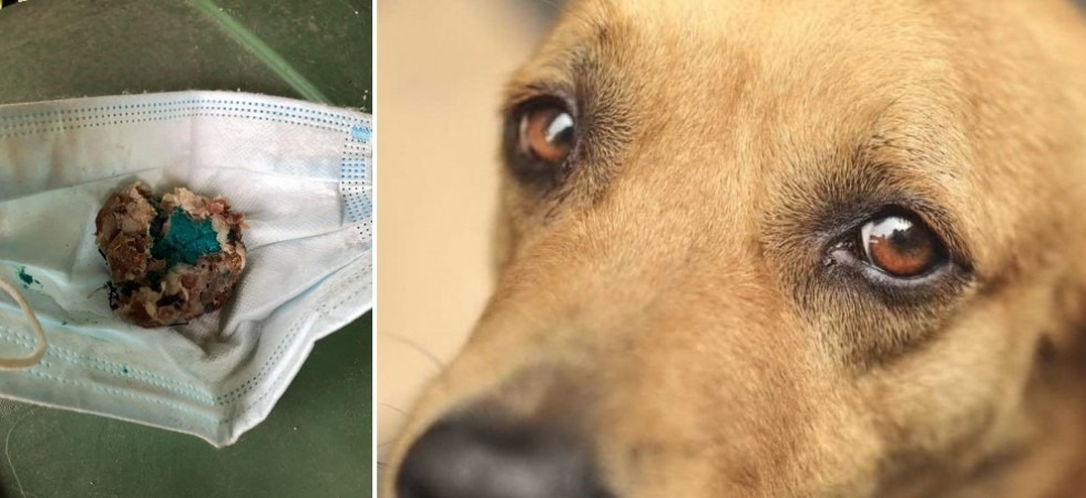 “Bocconi per cani avvelenati con il topicida”, la segnalazione di una cittadina a Crosano
